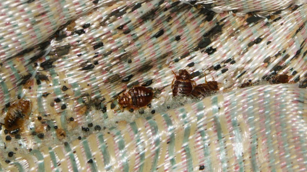bed bug infestation